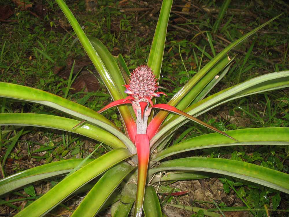 Fauna de la Sierra Nevada de Santa Marta
