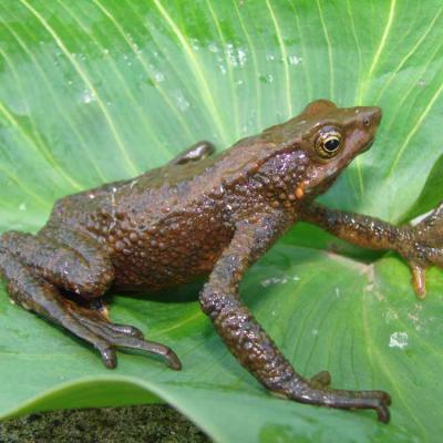 Atelopus nahumae